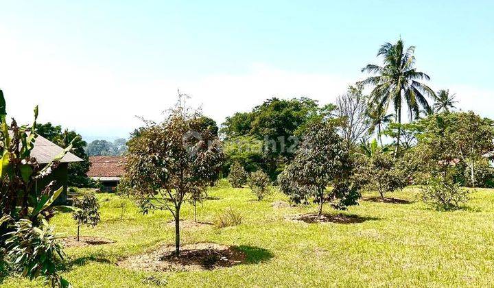 Tanah kebun dijual bogor pinggir jalan raya 1