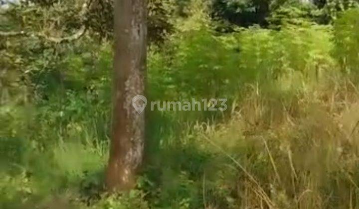 Tanah 5,5 Hektar Fasilitas Lengkap Kandang Sapi Ayam, Murah Meriah di Parung Kuda 1