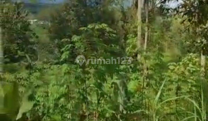 Tanah 5,5 Hektar Fasilitas Lengkap Kandang Sapi Ayam, Murah Meriah di Parung Kuda 2