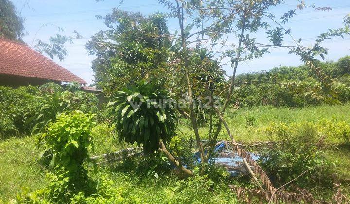 Tanah 1210 Meter, Murah Meriah di Kp. Babakan, Ciseeng 5