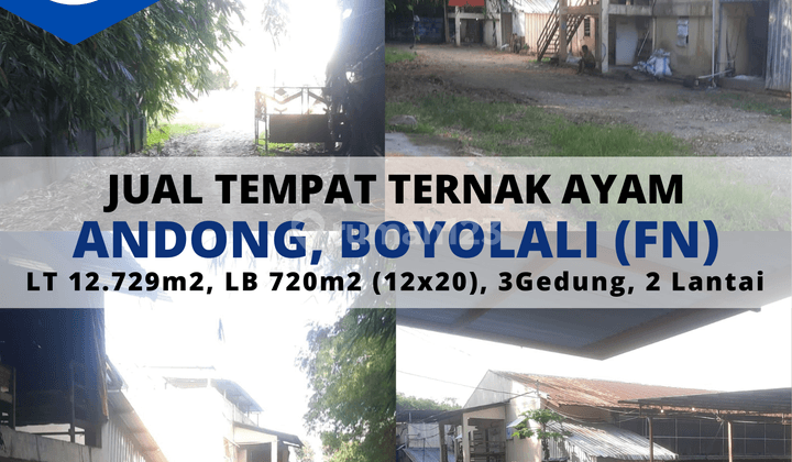 Jual Tempat Ternak Ayam Andong Boyolali 1