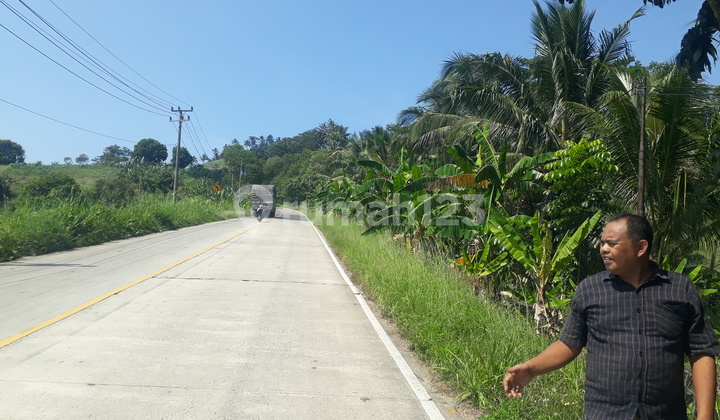 Tanah murah bakauheni lampung selatan