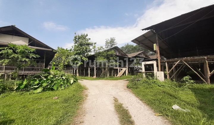 Laying Hen Farm in Bogor