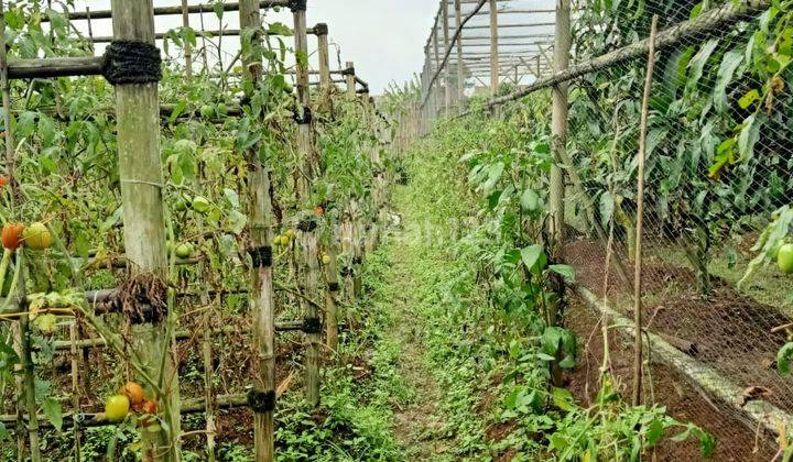 DI-JUAL LAHAN KEBUN SIAP PAKAI 2