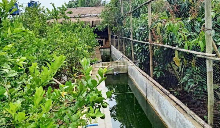 DI-JUAL LAHAN KEBUN SIAP PAKAI 1