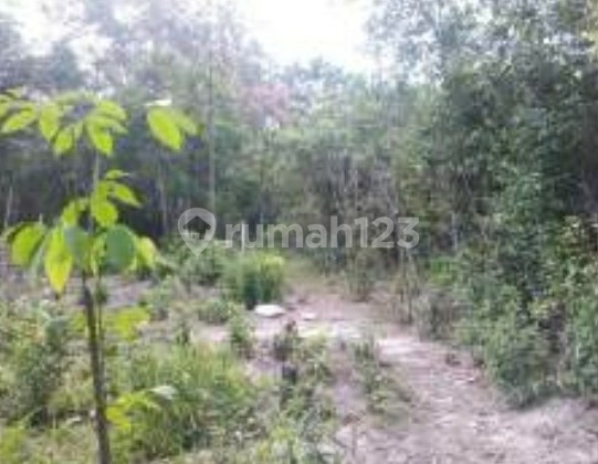 For Sale 300 Hectares of Land in Central Kalimantan, Palangkaraya