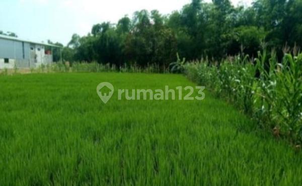 Plot in Sugihmanik - Grobogan