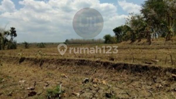 Plot in Sugihmanik - Grobogan