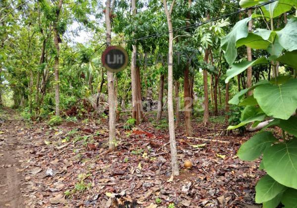 Kavling di Karimunjawa Kavling di Karimunjawa