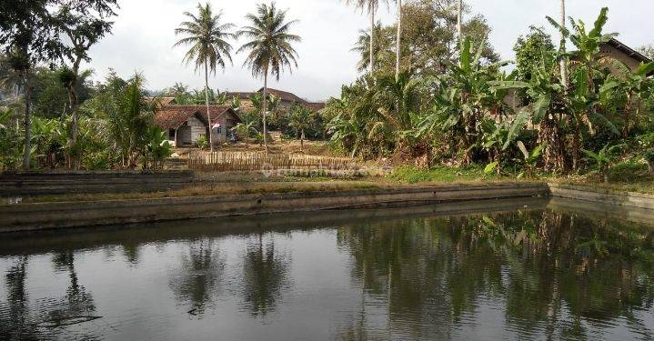 Tanah Kolam Ikan Di Gisting, Tanggamus 1