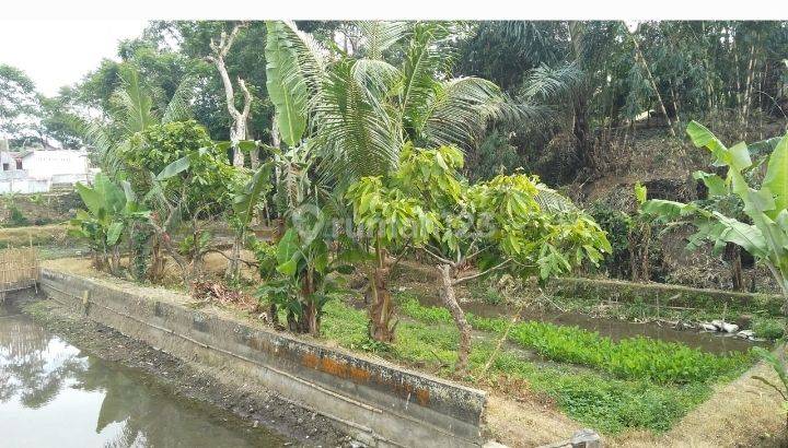 Tanah Kolam Ikan Di Gisting, Tanggamus 4
