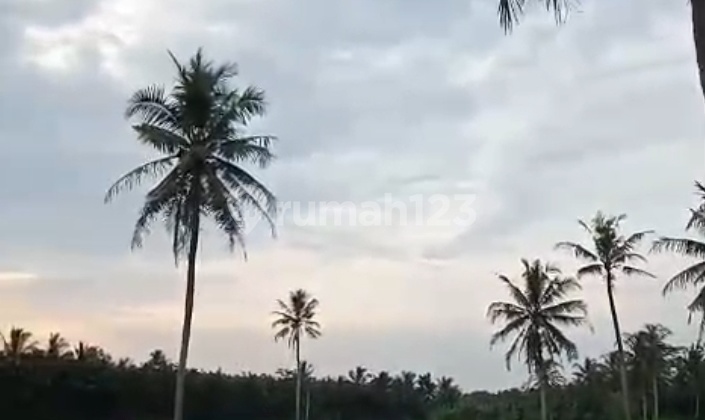 Jual Cepat Tanah Kebun Di Kalianda Jual Cepat Tanah Kebun Di Kalianda