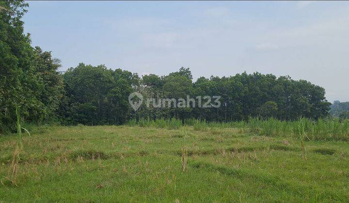 Jual Cepat Kebun Jati Dan Tanah Sawah Tanjung Bintang 1