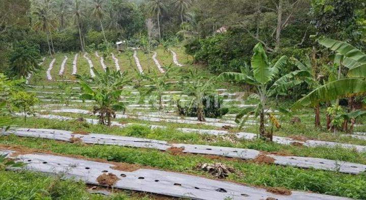 For Sale: House with Villa Concept and Garden Yard