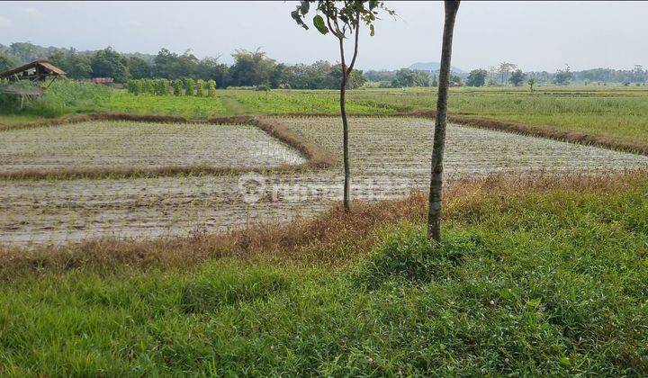 Jual Cepat Kebun Jati Dan Tanah Sawah Tanjung Bintang 2