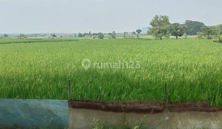 Tanah widang tuban cck  perumahan dan pertanian 2