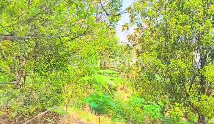 Clove and Durian Garden Wonosalam Clove and Durian Garden Wonosalam