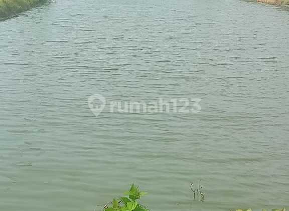 Tambak Udang Vaname Aktif Bangil Pasuruan Tambak Udang Vaname Aktif Bangil Pasuruan