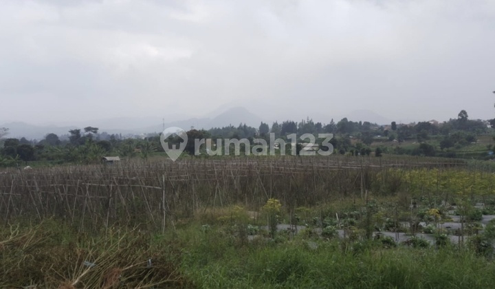 Tanah Di Jl. Ciguntur, Cipendawa, Pacet, Cianjur, Jawa Barat