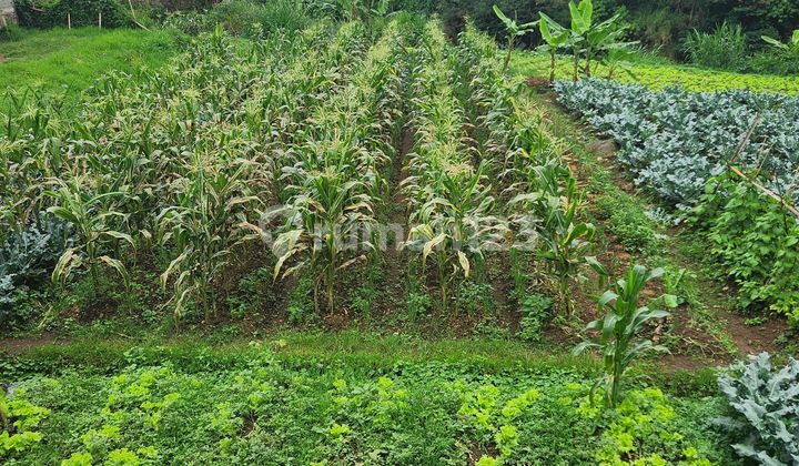 Tanah 3700M SHM Dekat Jalan Raya
