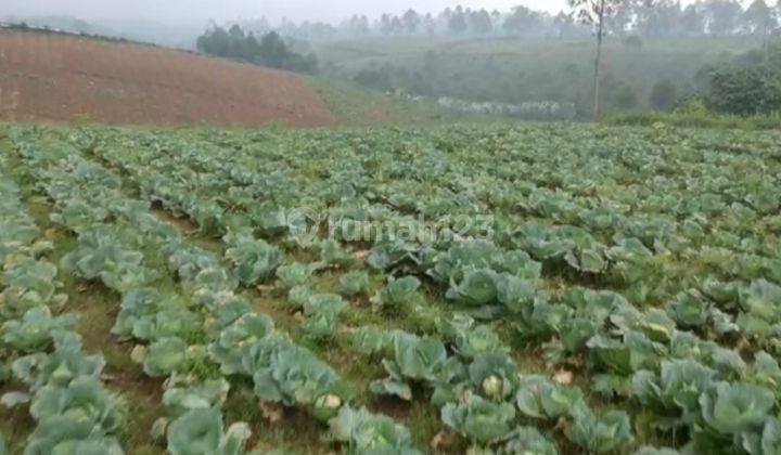 Tanah Kebun Pangalengan Dekat Situ Cileunca, Untuk Wisata 11