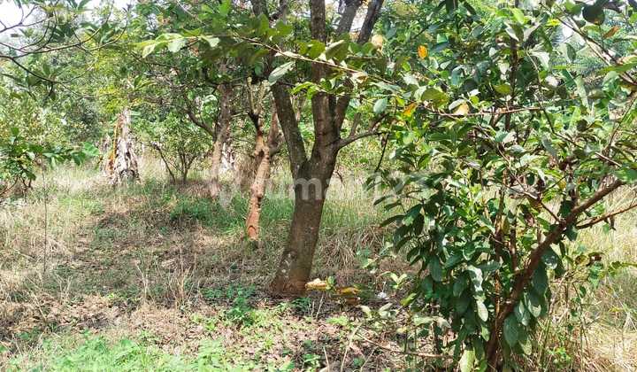 Jual Cepat Tanah Kebun Buah Buahan Produktif Di Cianjur,luas 