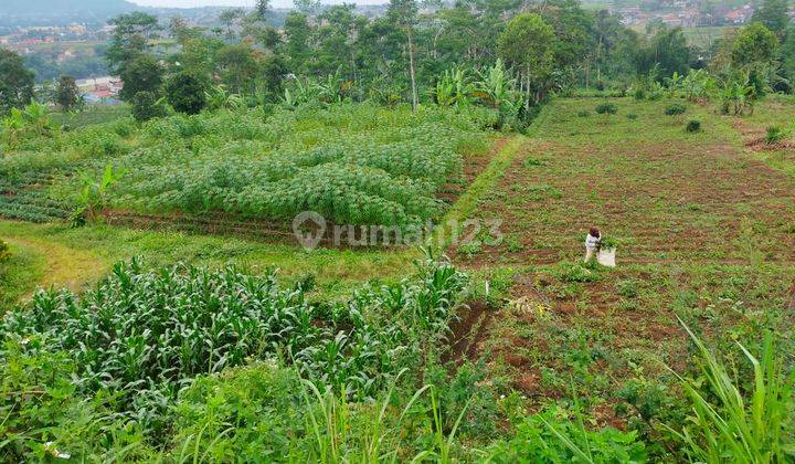 Di Jual Cepat Tanah Murah Dkt Tol Pamulihan Sumedang Akses Mobilluas 10.000 Meter Jarang Ada ,harga Murah Cck U/invest 1