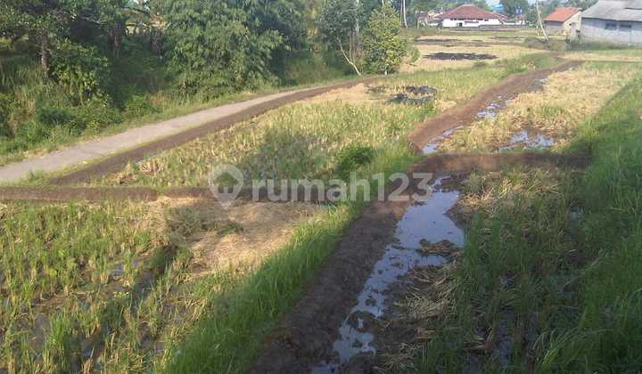 Di Jual Cepat Tanah Datar+sawah Harga Murah Tanah Sangat Luas, Lokasi Cianjur Sukamaju Dkt Jl Printis,jarang Ada Cck U/perumahan ,bisa Beli Sebagian 
