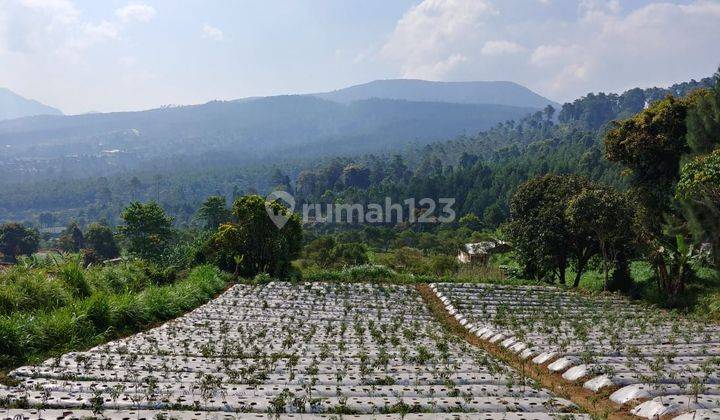 Jual cepat Tanah di Gunung putri Lembang cocok untuk villa dan perkebunan  1