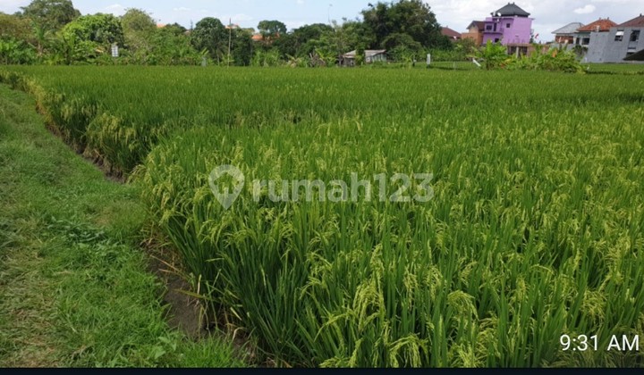 Tanah Vliew Sawah Siap Bangun untuk perumahan, ruko, toko, kompleks villa di Ketobokan 4