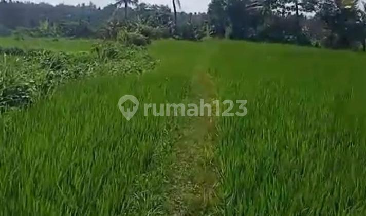 GOLD INVESTMENT IN NORTH BALI!