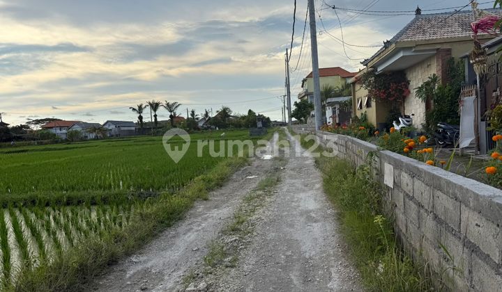 Land For Rent Cemagi 5 Are Walking Distance To The Beach Land For Rent Cemagi 5 Are Walking Distance To The Beach