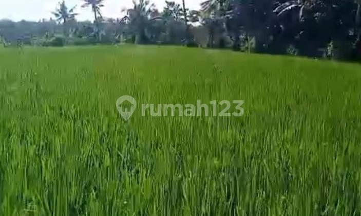 GOLD INVESTMENT IN NORTH BALI!