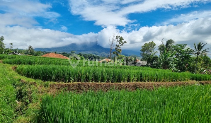 Dijual Lahan Sawah Pinggir Jalan Dijual Lahan Sawah Pinggir Jalan