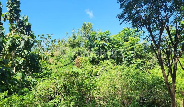 Tanah Kotak 50 Are Freehold di Pecatu, Dekat Savaya Beach Club – Harga Menarik! Tanah Kotak 50 Are Freehold di Pecatu, Dekat Savaya Beach Club – Harga Menarik!