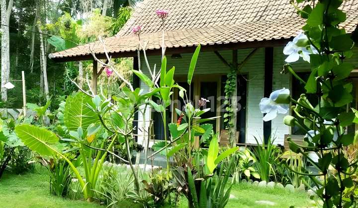Rumah Pantai Medewi Pemandangan Hutan Sawah Dan Sungai 5