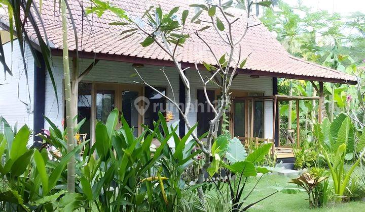 Rumah Pantai Medewi Pemandangan Hutan Sawah Dan Sungai 9