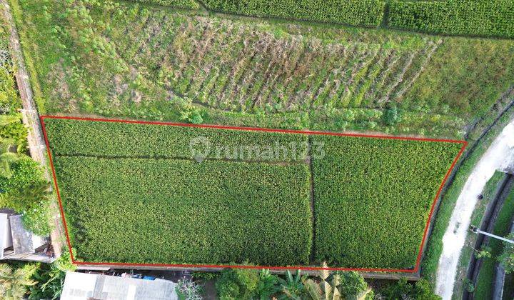 Tanah Tibubiyu Pasut Tabanan Lingkungan Villa View Sawah  2