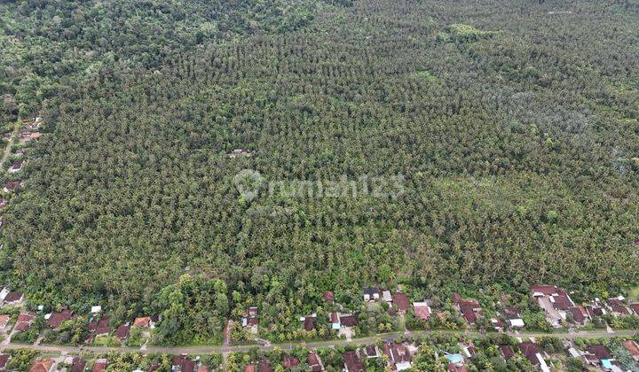 Tanah Kebun Murah Di Desa Blimbingsari Melaya  1