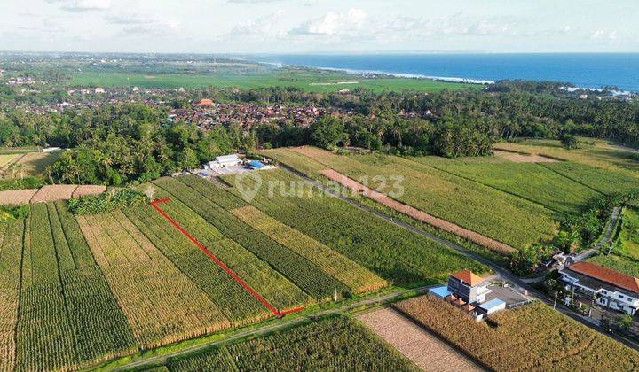 Tanah Potong Rotin 2.080m2 Di Braban Pasut Tabanan 1