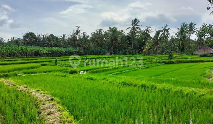 Tanah View Sawah Bukian Payangan Ubud Bali Tanah View Sawah Bukian Payangan Ubud Bali