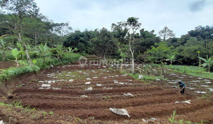 Tanah Perkebunan di Desa Tangkil, Caringin Bogor Berdekatan Dengan Project Disney Land Nego Sampai Deal 1