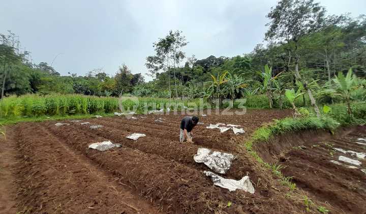 Tanah Perkebunan di Desa Tangkil, Caringin Bogor Berdekatan Dengan Project Disney Land Nego Sampai Deal 3