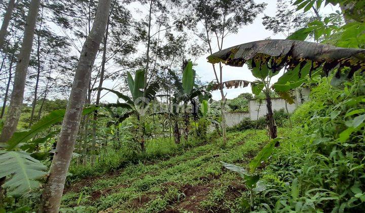 Tanah Perkebunan di Desa Tangkil, Caringin Bogor Berdekatan Dengan Project Disney Land Nego Sampai Deal 7