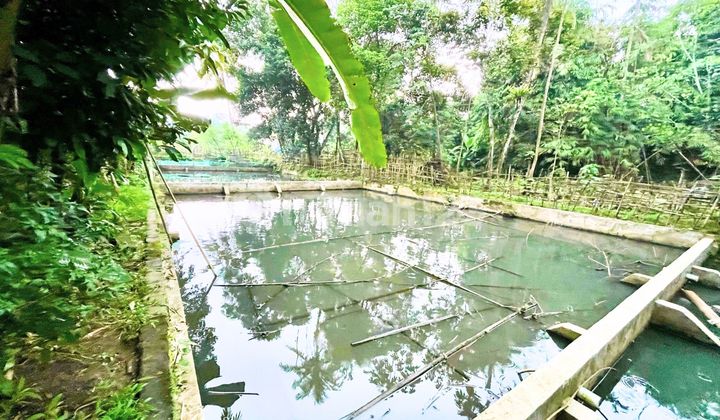Tanah Kolam Di Kampung Kukupu Bogor, 5 Menit Ke Tol BORR Bogor