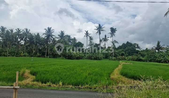 Dijual Tanah di Pejeng Zona Kuning Ubud Gianyar