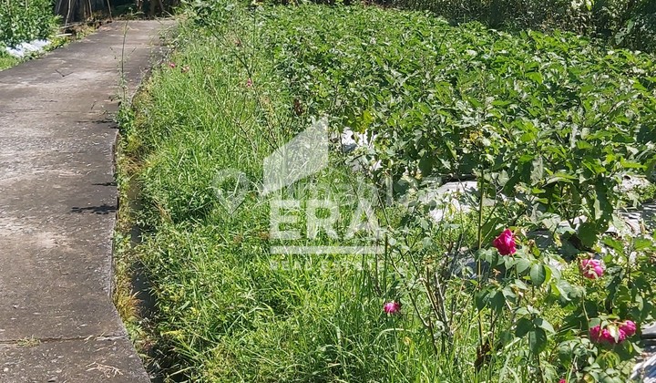 Tanah Di Bandungan Kab. Semarang Untuk Pertanian Perkebunan 1