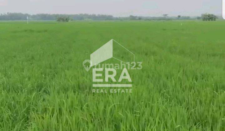 DIJUAL Tanah Sawah di Desa Plosorejo Tawangharjo Kab. Grobogan 2