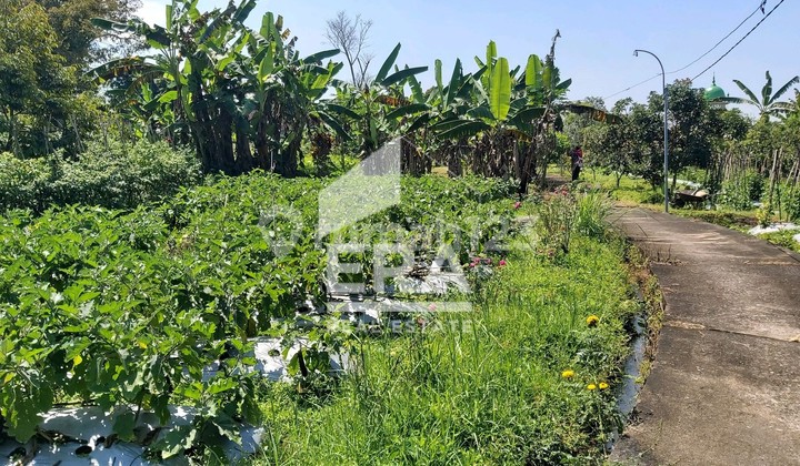 Tanah Di Bandungan Kab. Semarang Untuk Pertanian Perkebunan 2