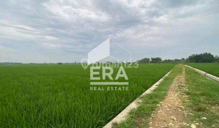 DIJUAL Tanah Sawah di Desa Plosorejo Tawangharjo Kab. Grobogan 1